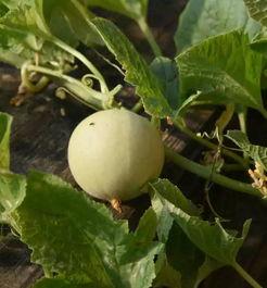 吃甜瓜最新事件爆料视频,视频揭秘惊人内幕  第2张